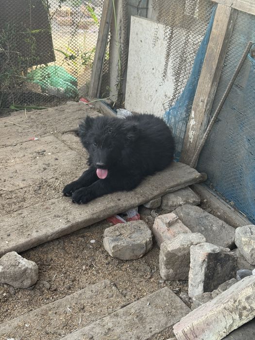 Кушиктер сатылады