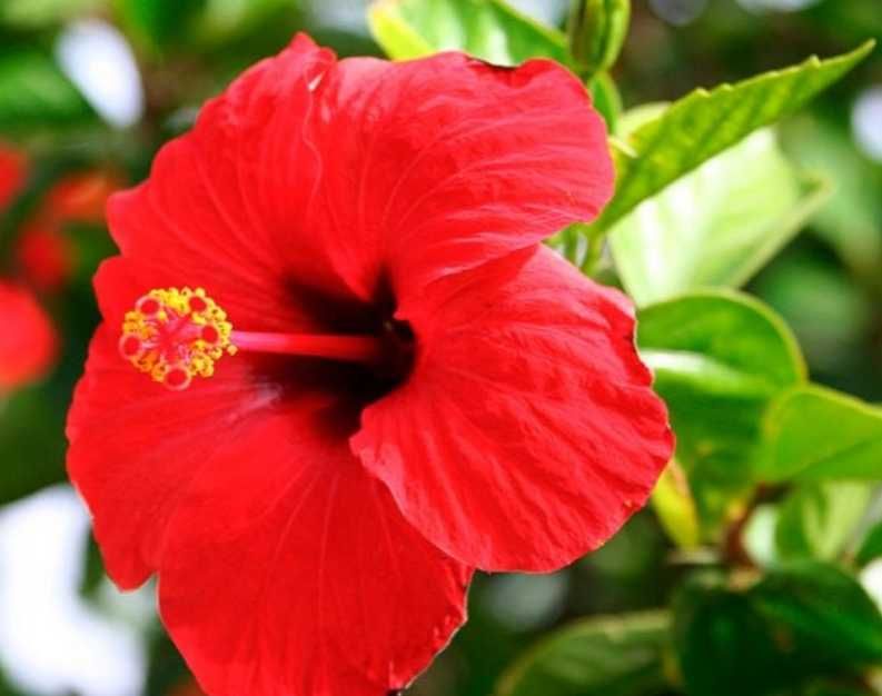 Фикус Бенджамина. Гибискус