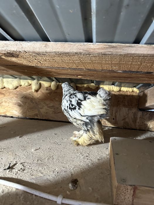 Disponibili 3 pui brahma bobat