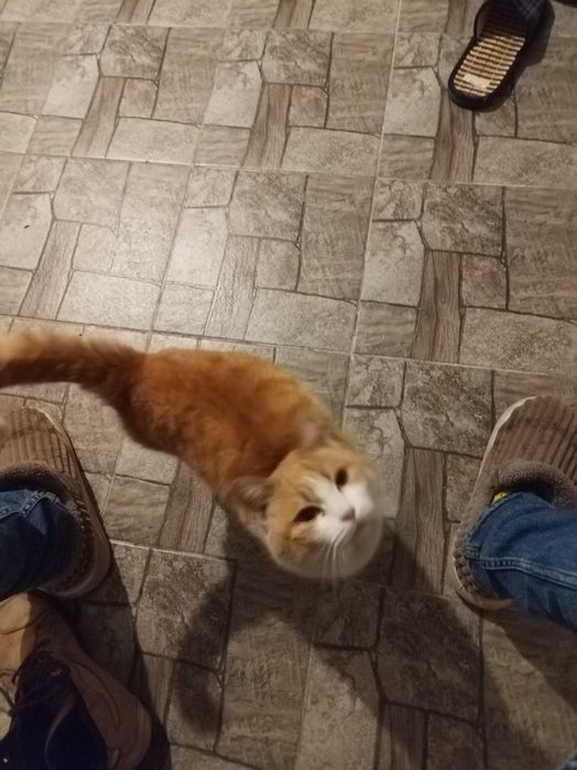 Отдам в добрые руки