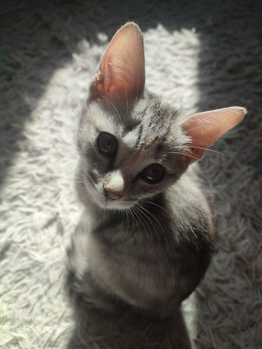 Отдам котенка чистенькая,видно домашняя