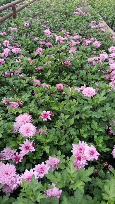 Хризантемма летняя и мультифлора