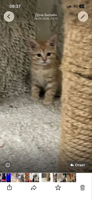 Отдам  котят  три котенка