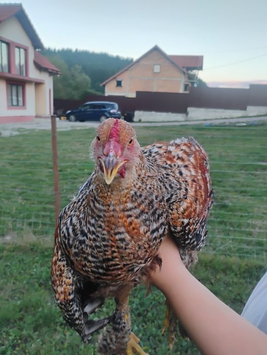Caută o nouă casuță cocoși brahma