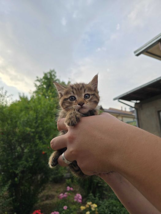 Котята ищут семьи!