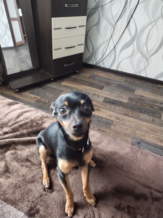 Ищем подружку той терьеру