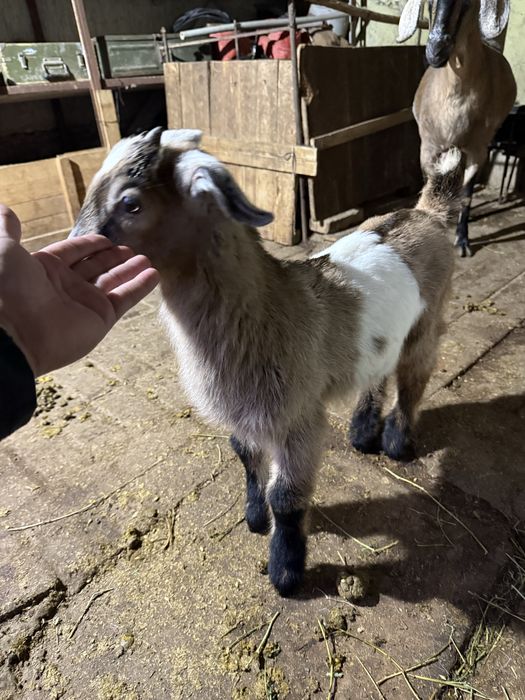 Нубийский парода лақ сатам срочна