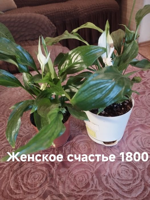 Продам комнатные растения