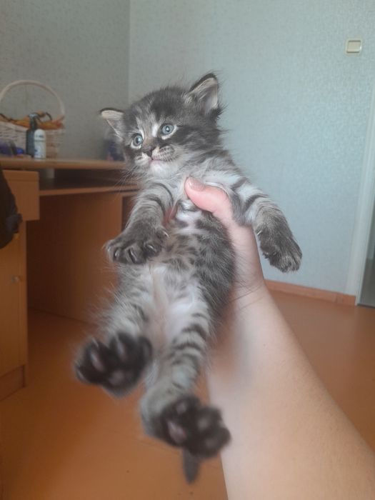 Домашние котятки 1 девочка 3 мальчика
