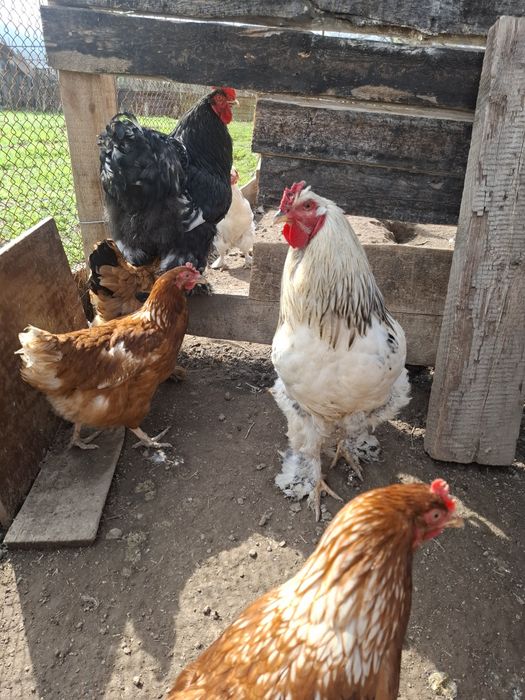 Брама Петух,молодой9мес .