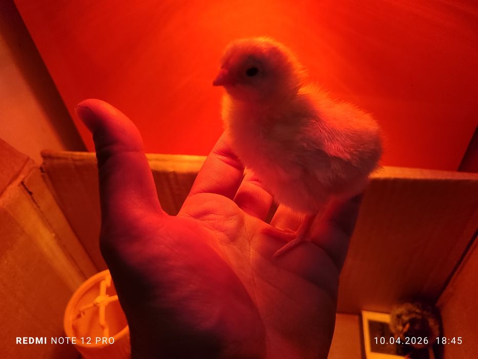 Жужа 1 кунлик узимники хонаки кора товукларни жужалврихам бор