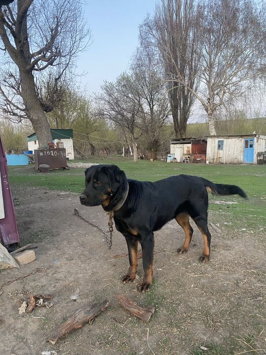 Продам 9 месяцев