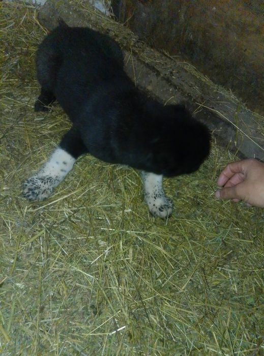 Продаются щенки мойнака  внуки