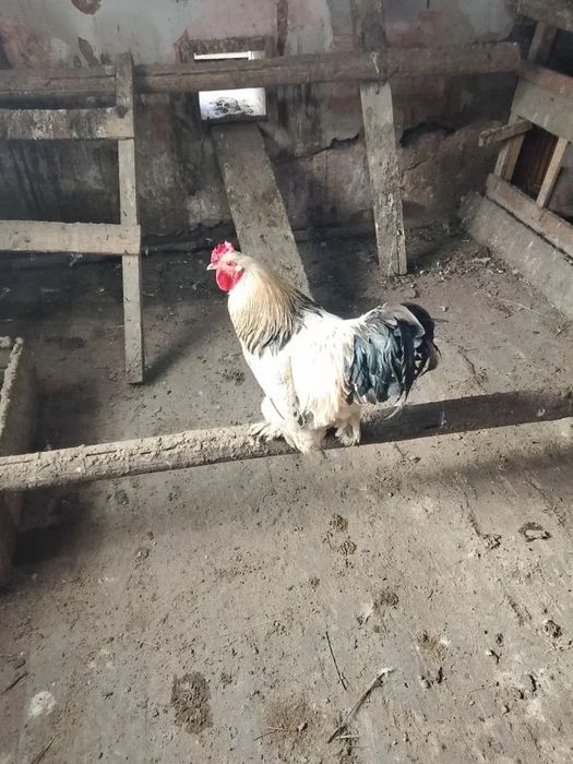 Поменяю или продам петуха
