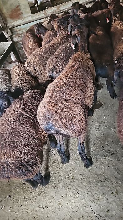 Киргиз кози кучкорлари сотилади