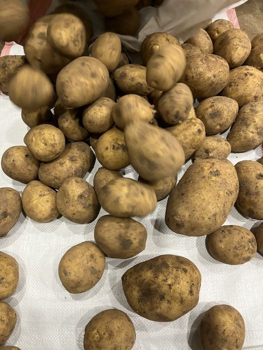 Картошка оптом со склада