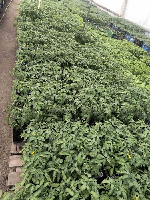 Разсад домати, краставици, пипер и др.