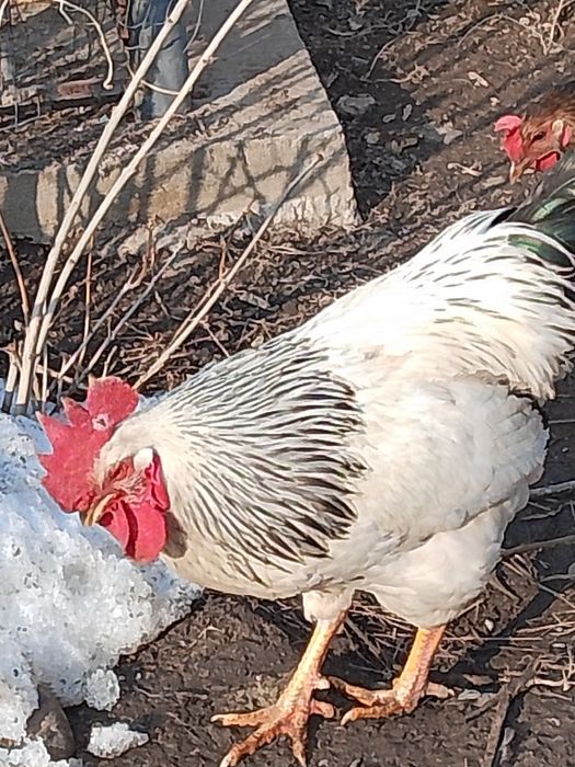 Адлерски парода п