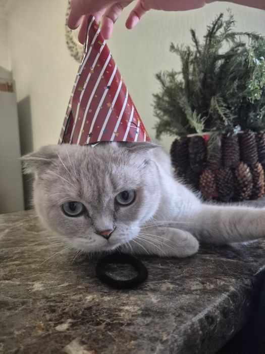 Котята шотландские
