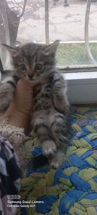 Котята Mushukchalar