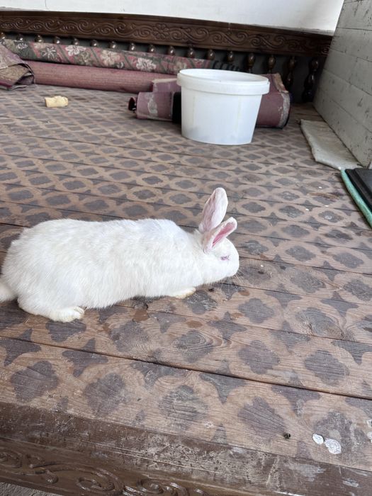 Samka, самка 4 ойли 3 дона