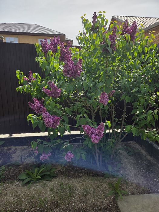 Сирень 400тг ветка