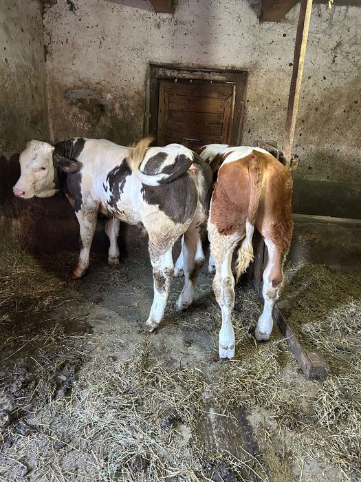 Vitei de carne de vanzare Alba Iulia nr de telefon 0757619803