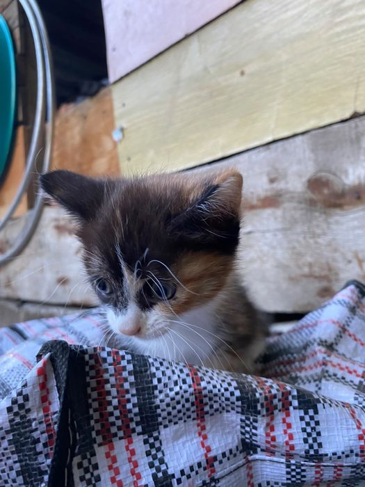 отдам котенка  бесплатно