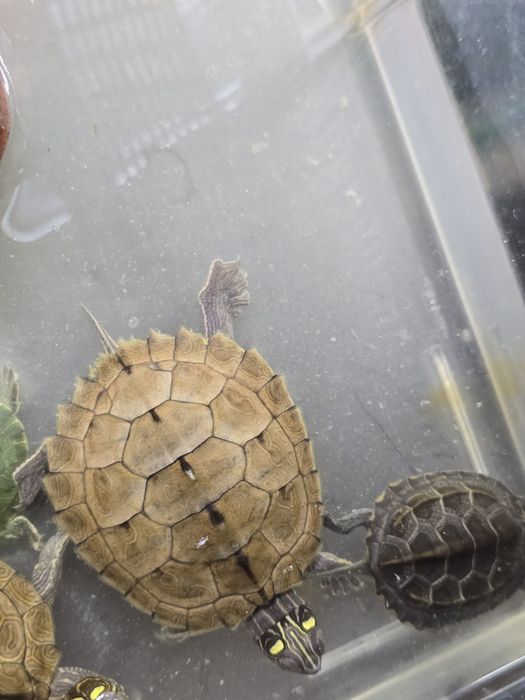 Пилоспинная черепаха