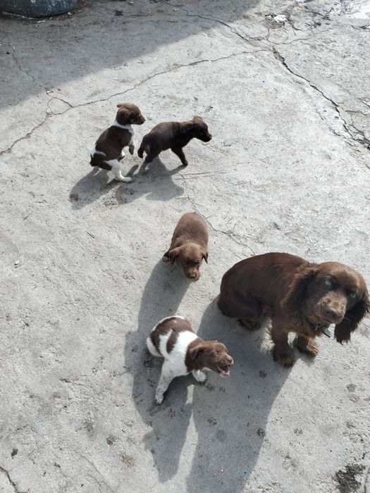 Щенки спаниель один месяц