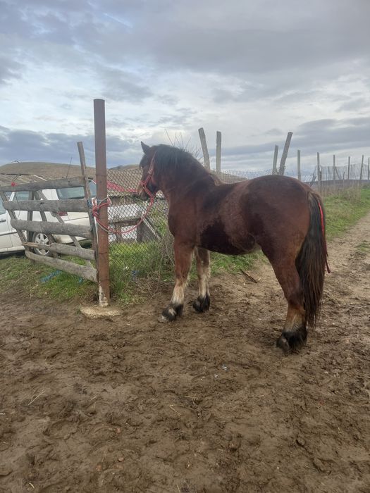 Vand mânze de 1 an si 2 ani