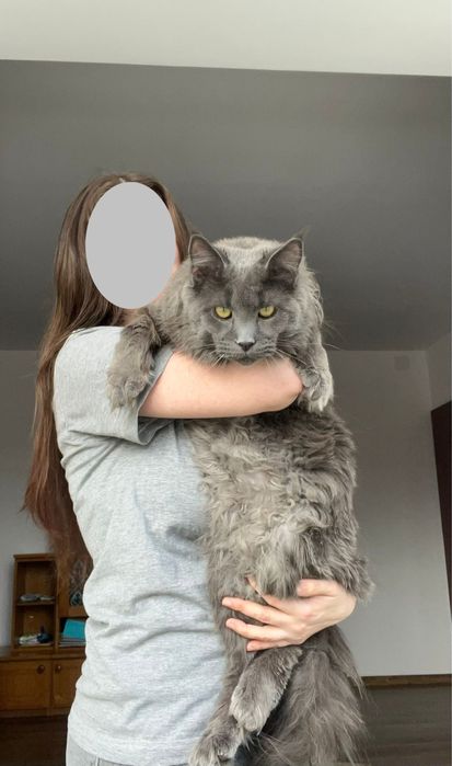 Vand motan Maine Coon