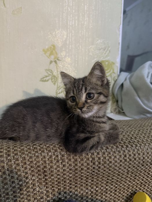 Отдам котенка бесплатно