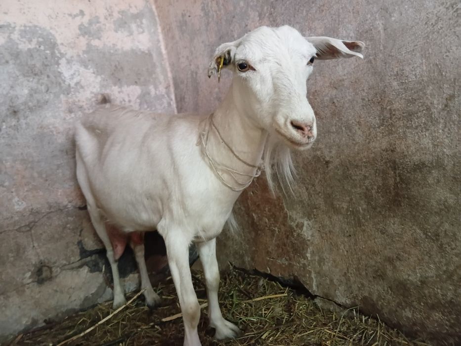 Продам коз и козлят