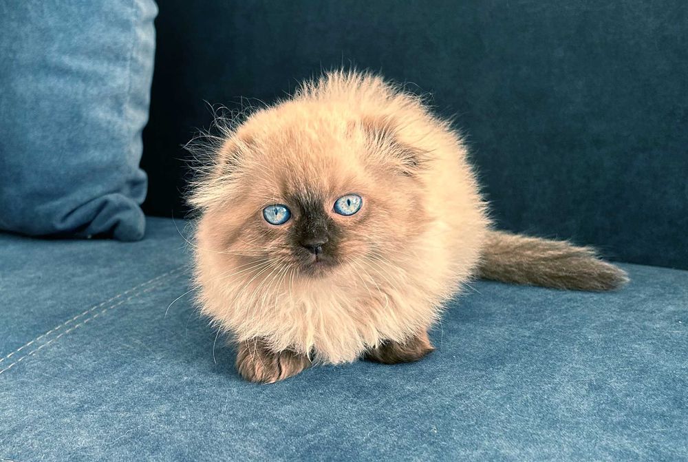 Pisicuță Scottish Fold Loghair, Chocolate-point de cea mai înaltă calitate. Pedigree. 2 luni