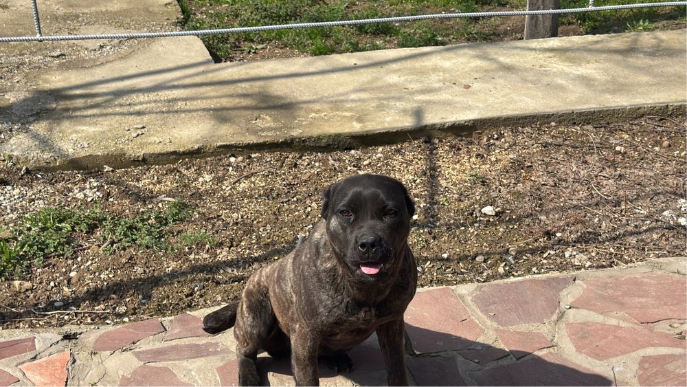 Коне корсе 9 месячный