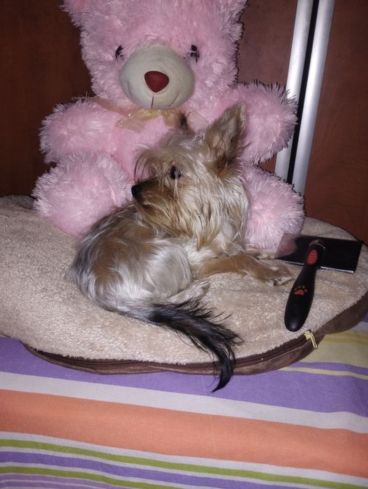 Yorkshire terrier fetița