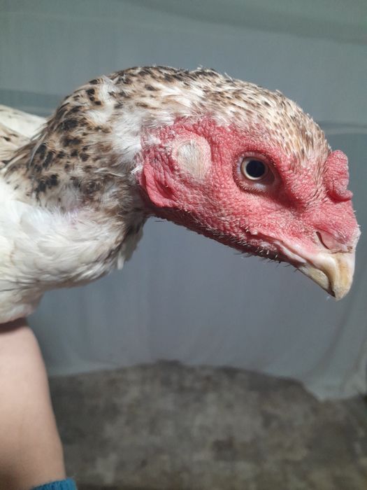 Тухумда 1тулак тоза нарса