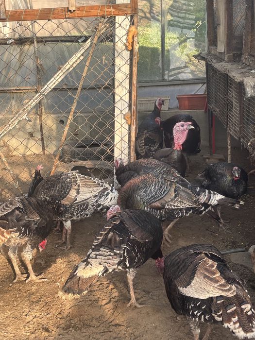 продавам Пуйки Големи