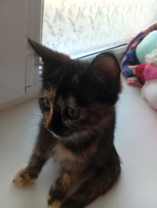 Отдам бесплатно котят