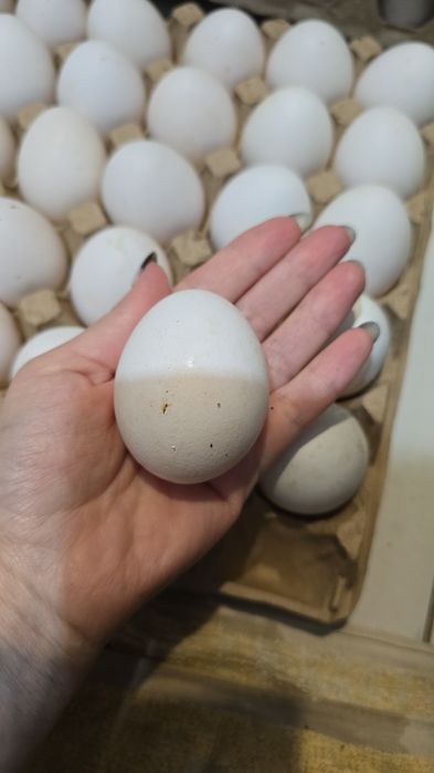 Куры несушки  Пивзавод