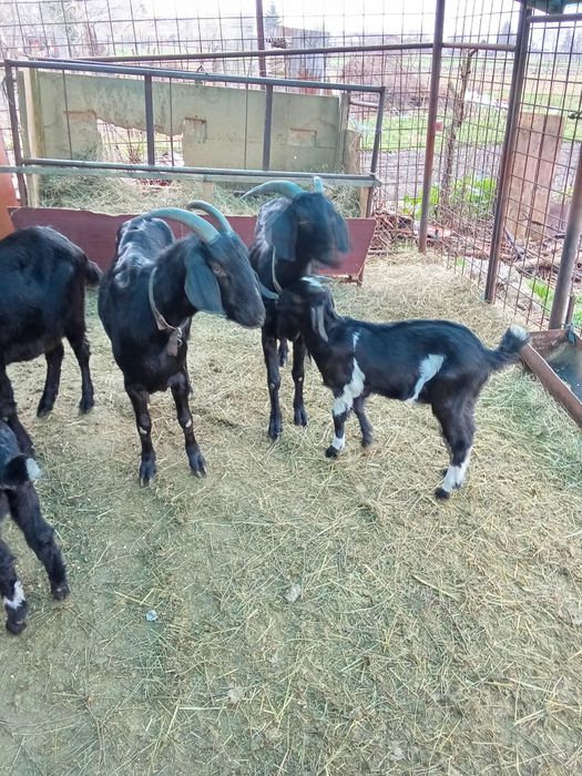 Vand tap anglonubian