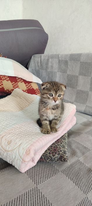 Кошка (девочка)Висалуха