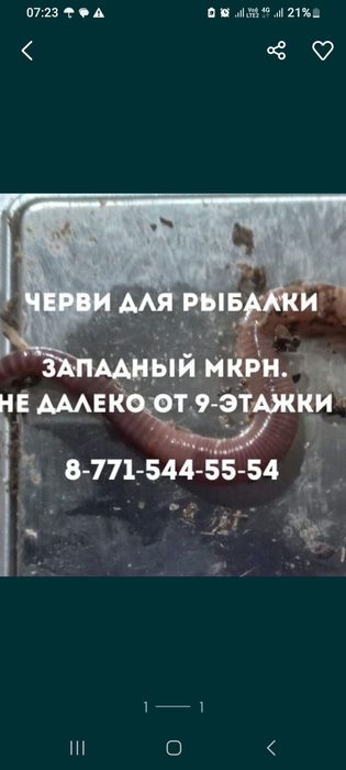 Черви для рыбалки