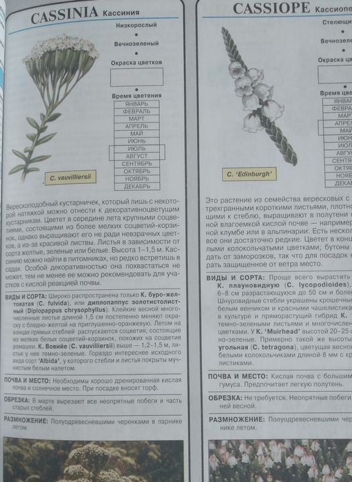 Цветы на Вашем участке