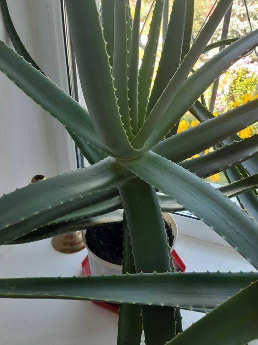 Листья алоэ взрослого