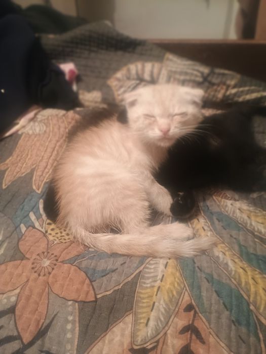 Кот шотландец веслоухий