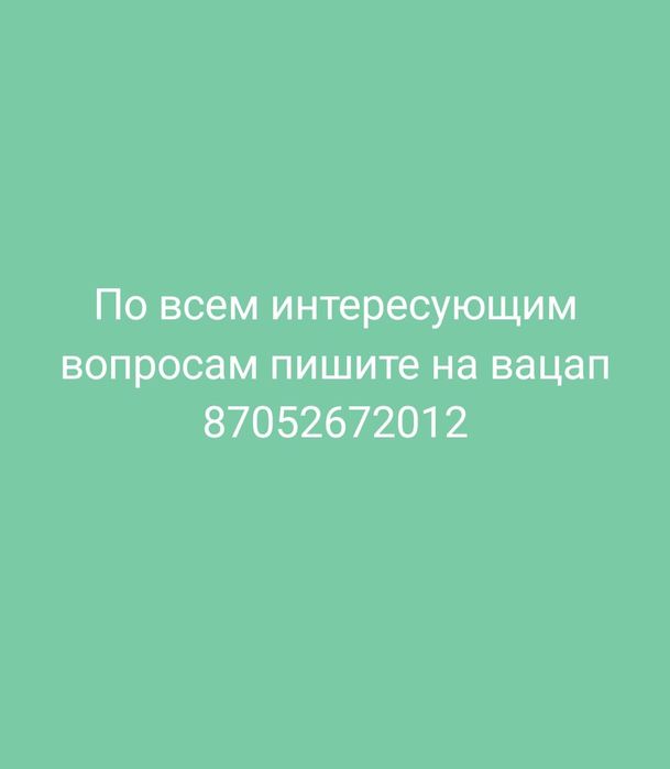 Канадские котята