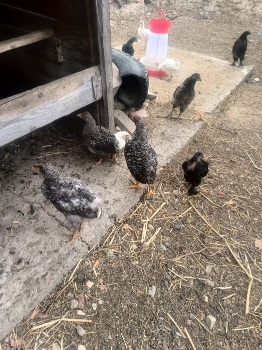 Pui de găină de vânzare