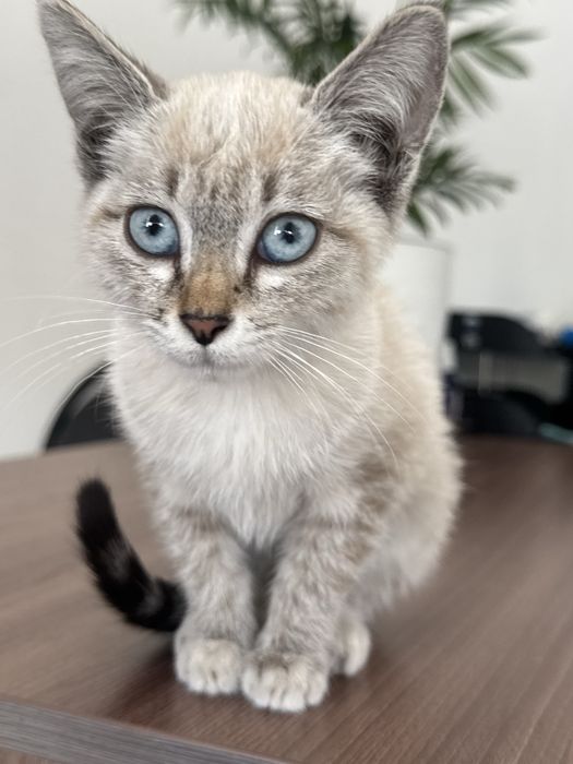 Котенок в добрые руки